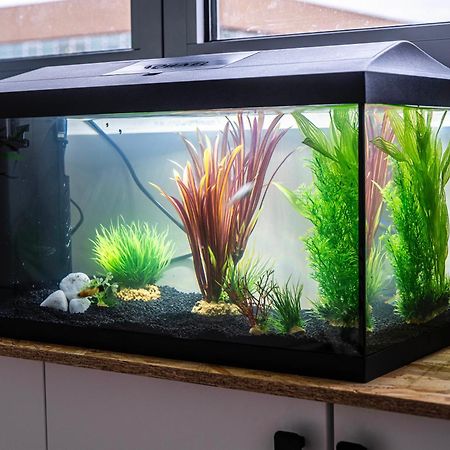 Studio Chaleureux Avec Aquarium Apartment Marcq-en-Baroeul Exterior photo