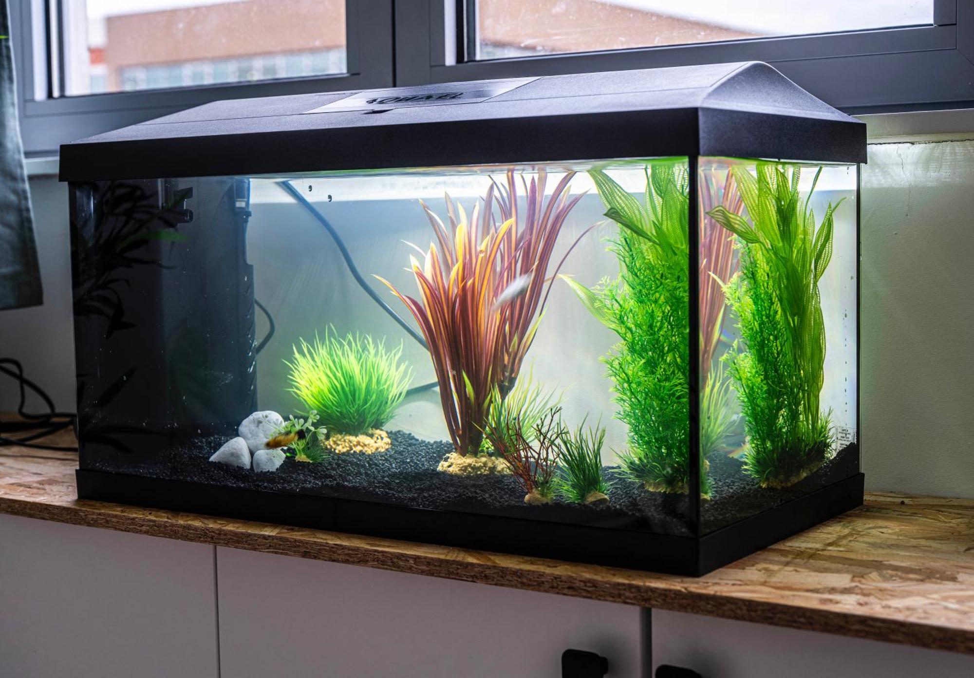 Studio Chaleureux Avec Aquarium Apartment Marcq-en-Baroeul Exterior photo